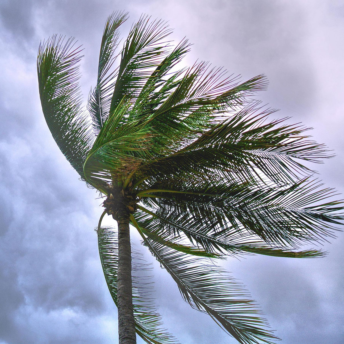 Windblown coconut tree